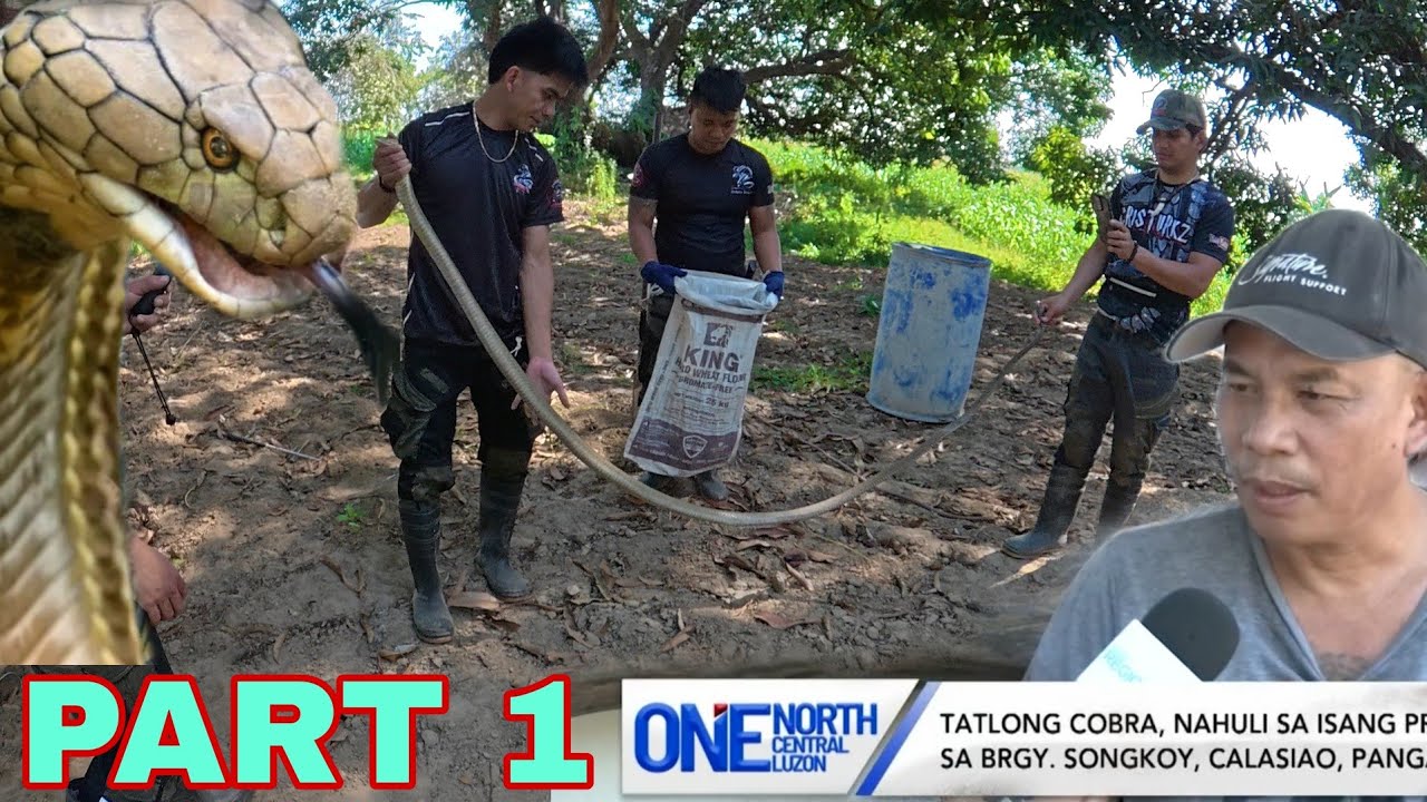 PART 1 KING COBRA SA CALASIAO PANGGASINAN NAPAKA HABA #cobraprince 