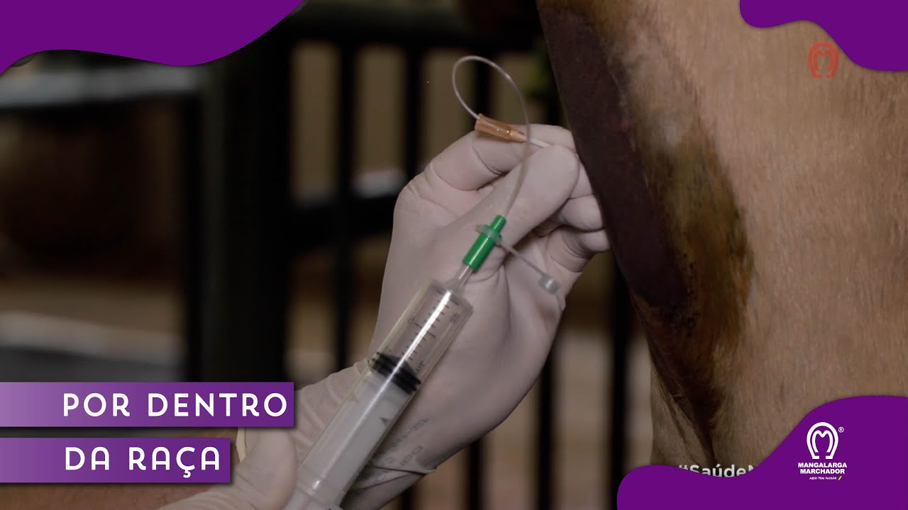 INFLUENZA EQUINA