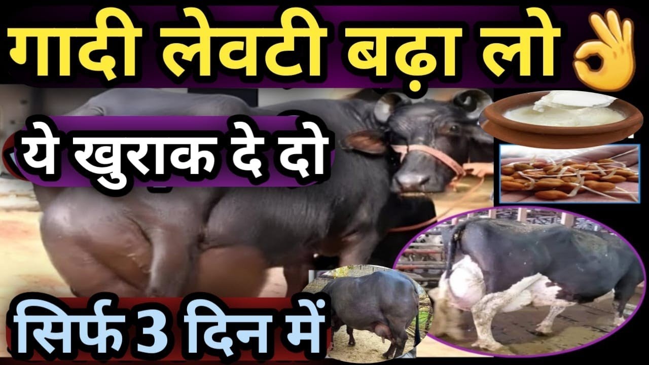 गाय भैंस की गादी लेवटी बढ़ा लो ✅ ये खुराक दे दो 👍सिर्फ 3 दिन Udder Levti Bada lo Cow Buffalo ki