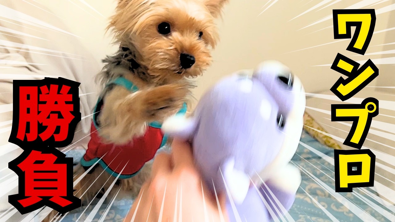 【ヨーキー】犬VS犬のぬいぐるみ⭐️【癒し】