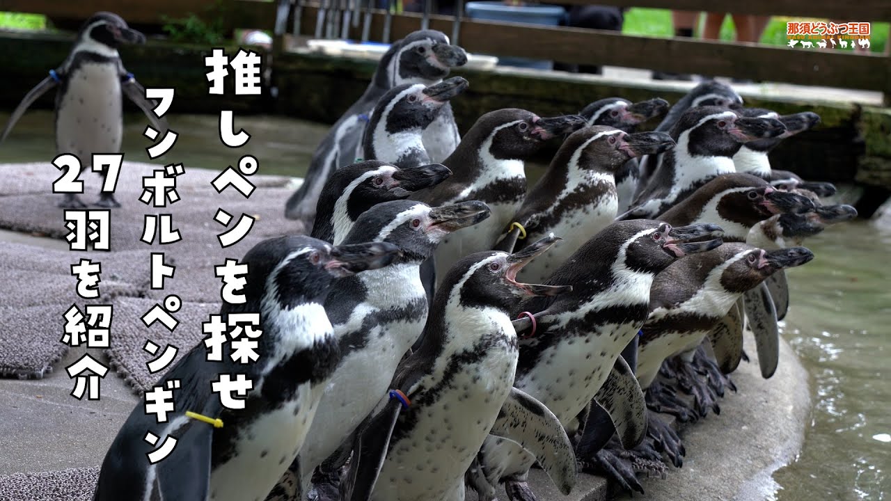 【フンボルトペンギン】推しペンを探せ