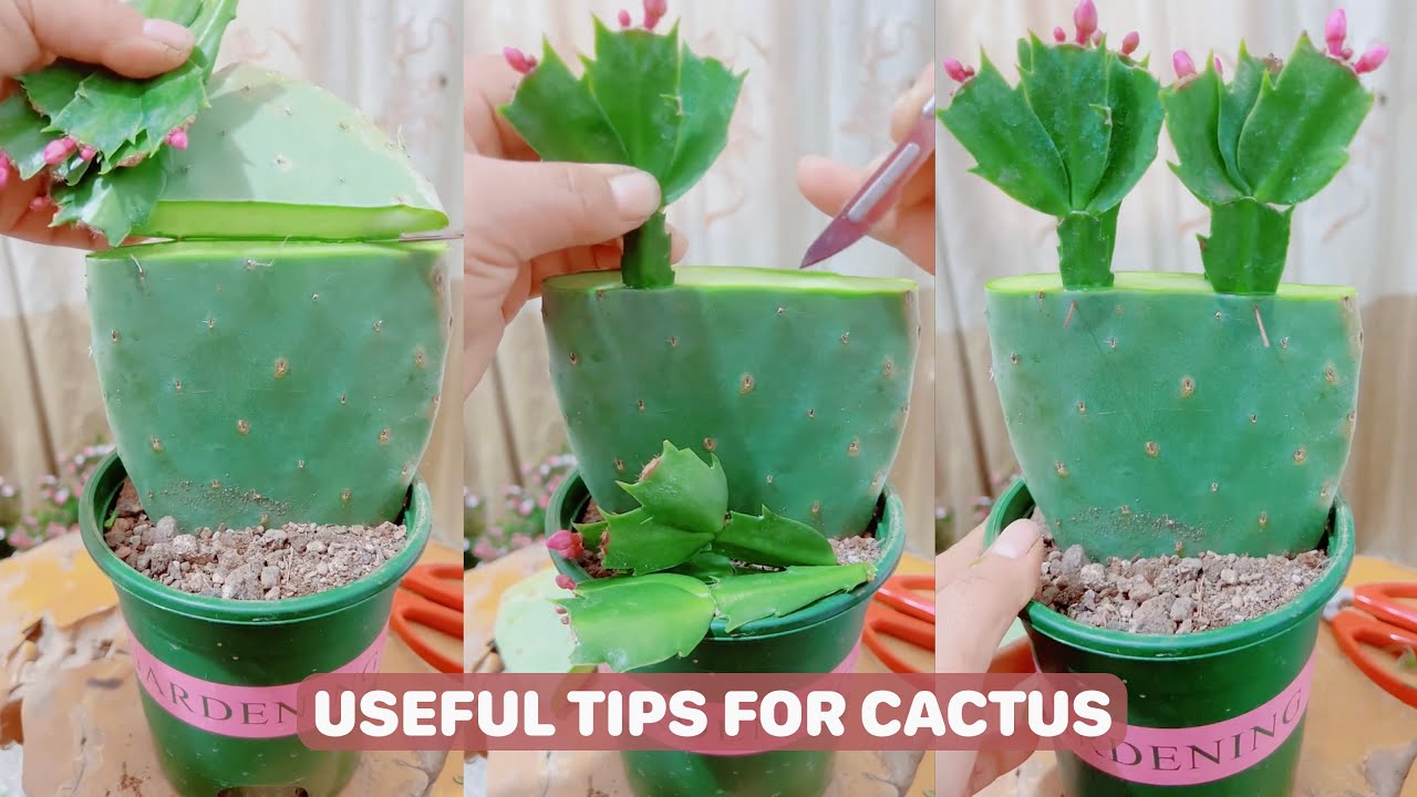 Helpful Tips For Cactus - Part 3 | 선인장 | Cactus Garden