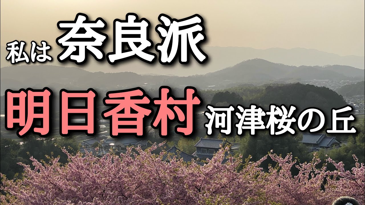 奈良県 明日香村 河津桜の丘