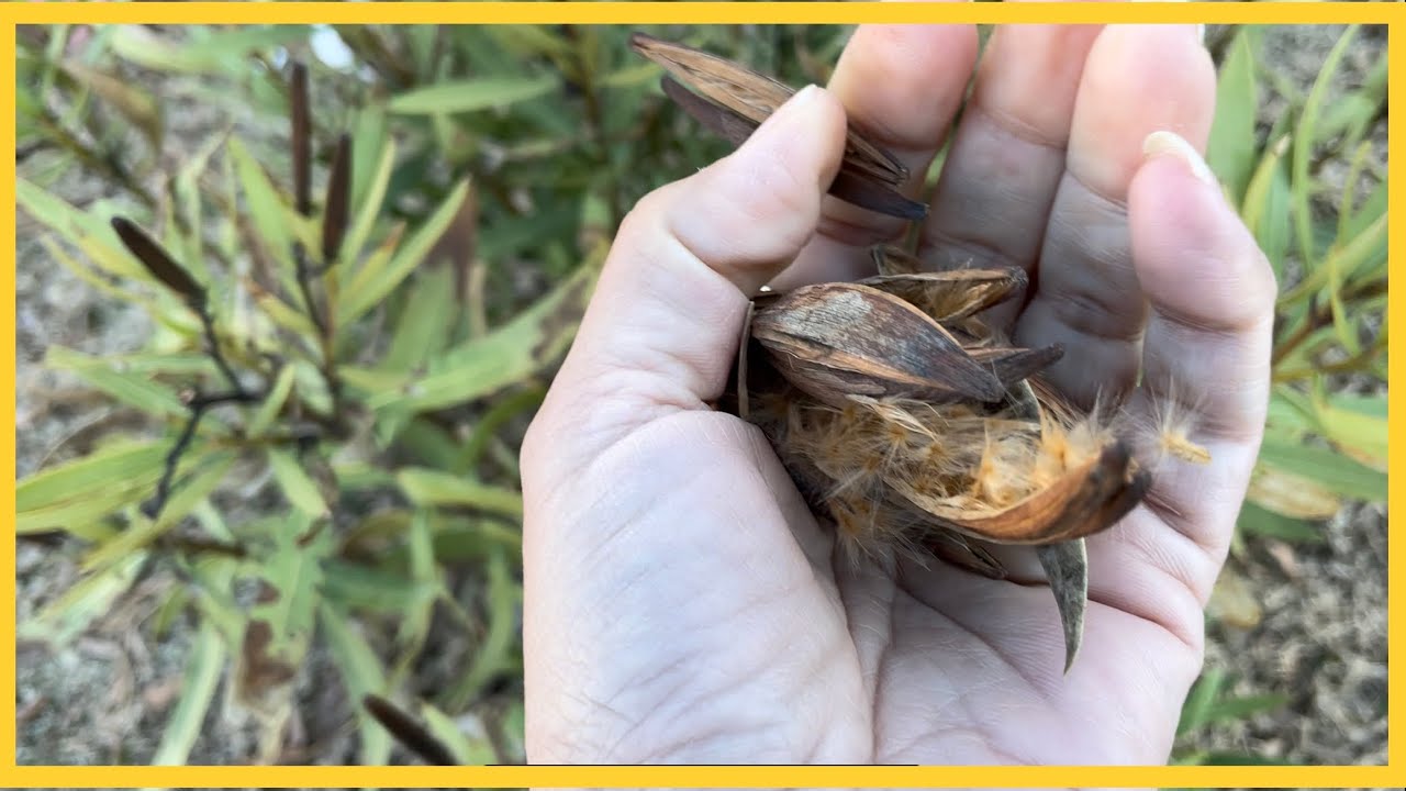 SURPRISED with Results- growing OLEANDER from SEEDS ?