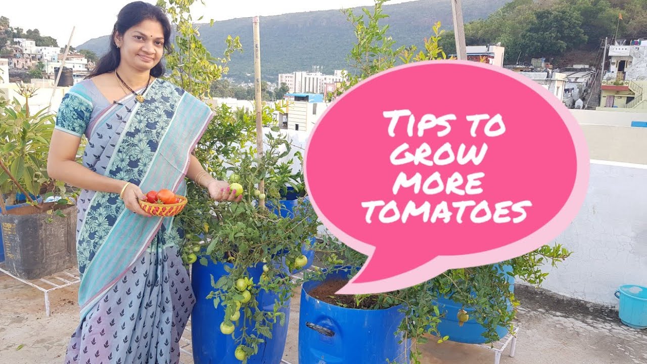 టమాటాలు కాస్తూనే ఉండాలంటే ఇలా పెంచండి./Best tips for growing  lots of tomatoes.  #tomatoes #tips