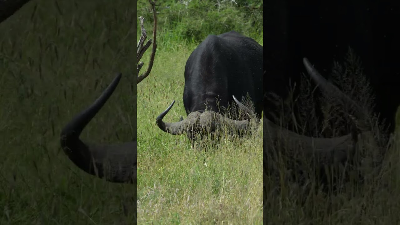 WAIT - HUGE Male Buffalo Runs at me in Kruger
