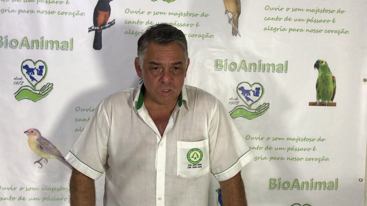 como emagrecer seu pássaro