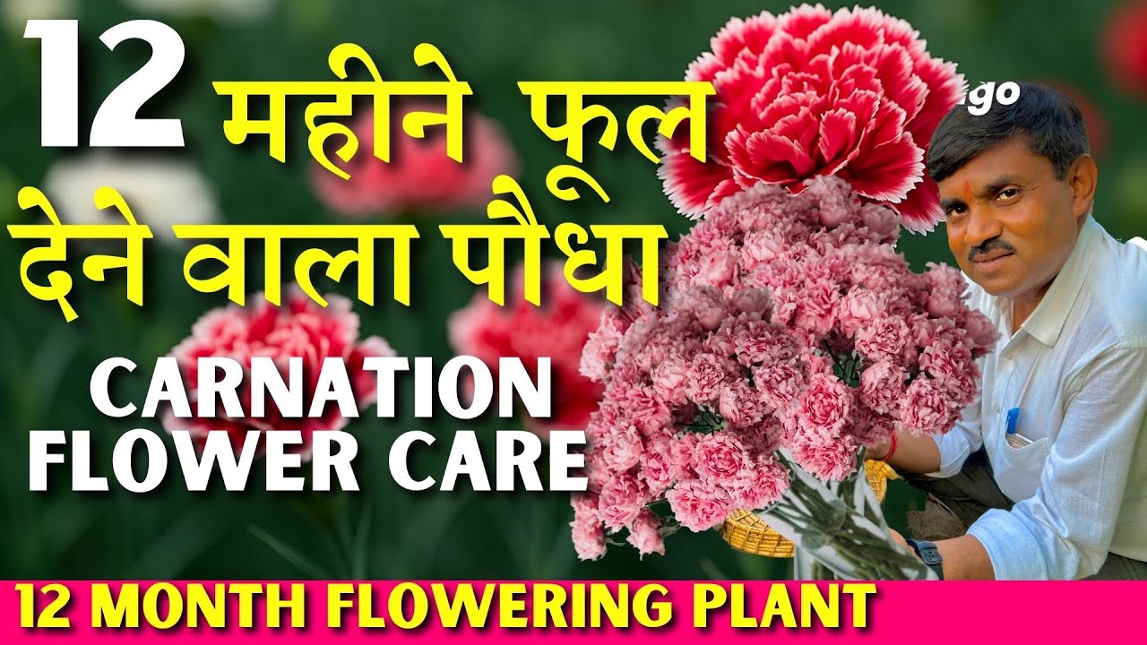 12 महीने फूल देने वाला पौधा || Carnation Flower Care || Full year flowering plant Carnation