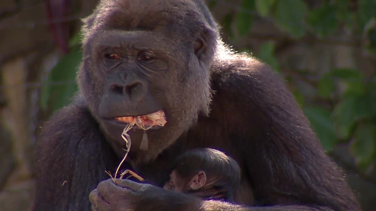 Rare Gorilla Born at Taronga Zoo