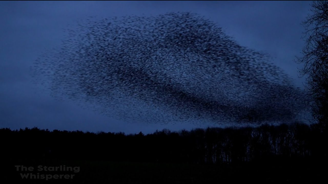 Starling murmuration - Warwickshire #nature #starlings #murmuration #wildlife #birds
