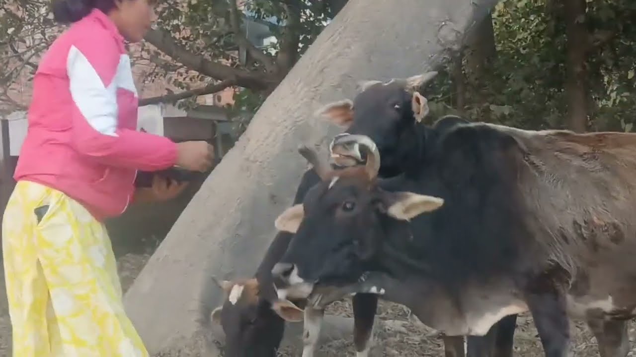 हर रोज गौ माता का सेवा करती हू आज मै विडिओ बनाए है#parbha kumari30 vlogs#video 
