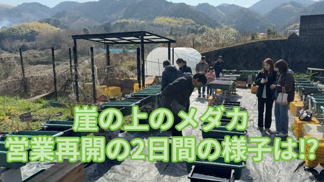 【崖の上のメダカ】営業再開の2日間の様子は⁉ 大盛況の2日間！メダカすくいランキングは驚異の100匹超え連発‼　大阪府和泉市