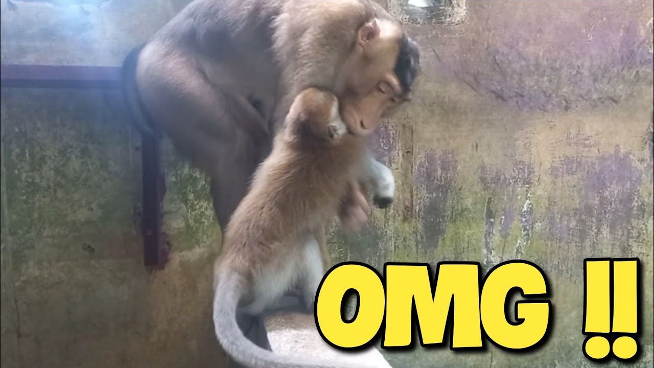 Koko likes playing with Siman, Selvi is jealous #monkey #beruk #kokojeje #monyet #monpai
