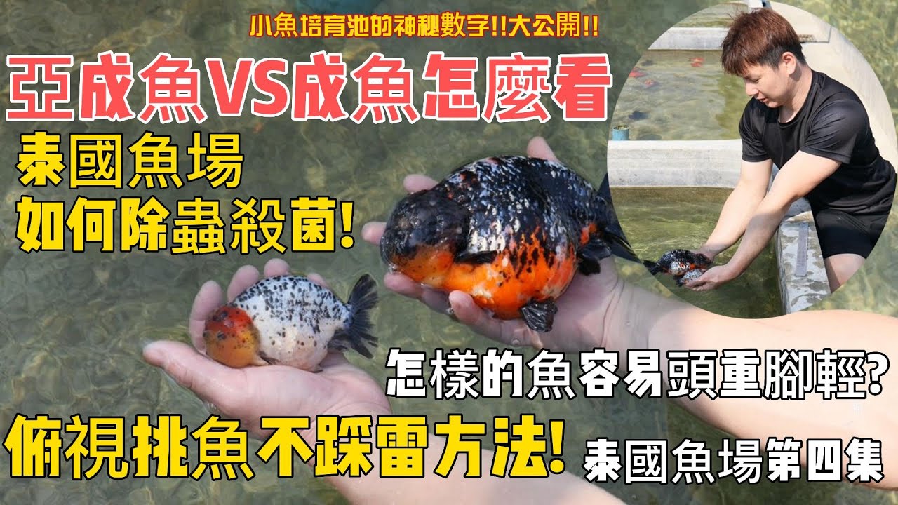 中國風金魚【泰國漁場第4集PGF漁場亞成魚介紹俯視挑魚不踩雷方法】泰國漁場過錳酸鉀應用時機成長型蘭壽取捨