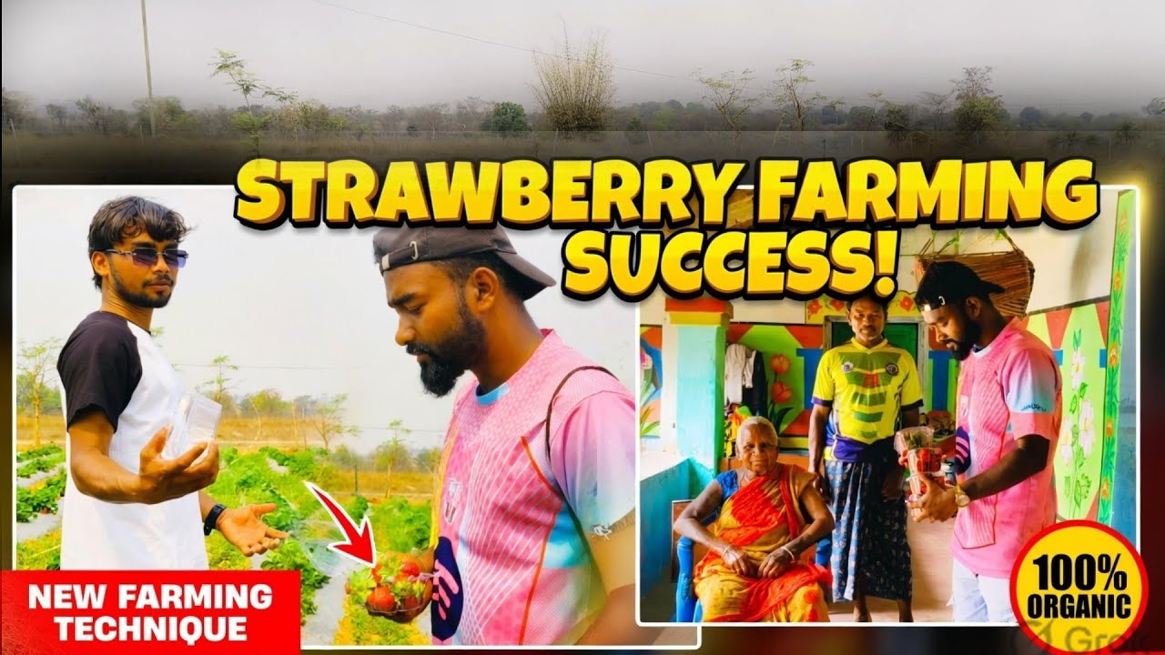 SINGHU MARANDI DADA STRAWBERRY 🍓🍓🍓 BAGAN HEJ LENAY//HEMBRAM ART OFFICIAL 