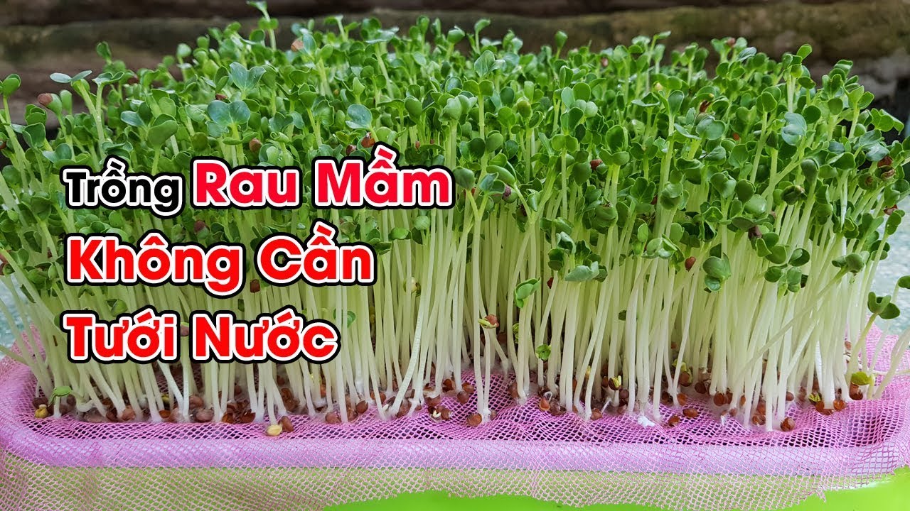 Trồng rau mầm không cần tưới nước bằng giá thể xơ dừa.