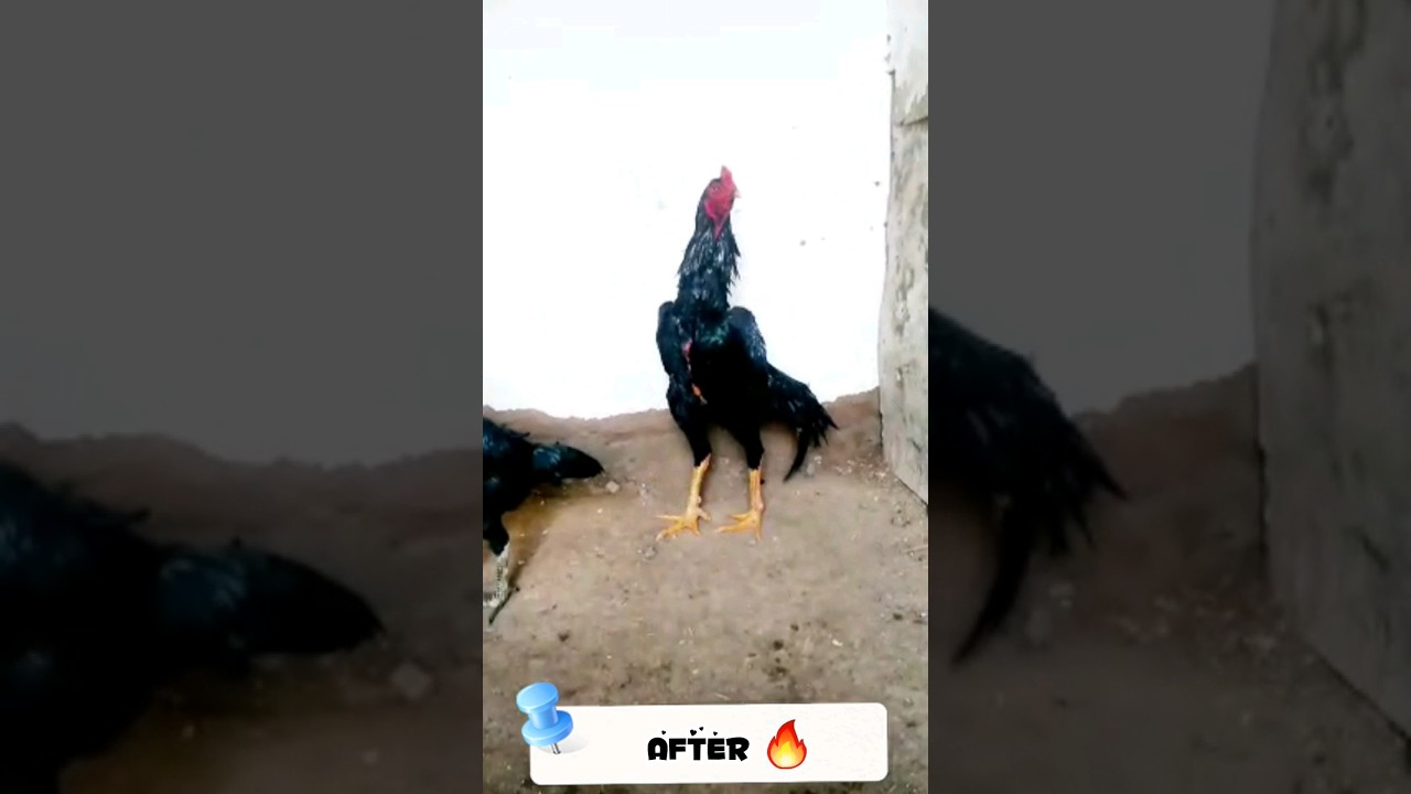 Before  vs  After #dakan #shamo  #xoros #shortvideo