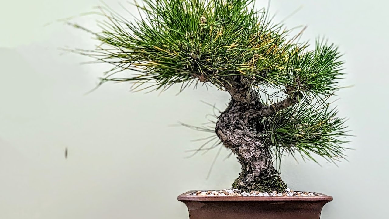 Sweet 20 Year Old Japanese Black Pine Bonsai  - Winter Work, Repot