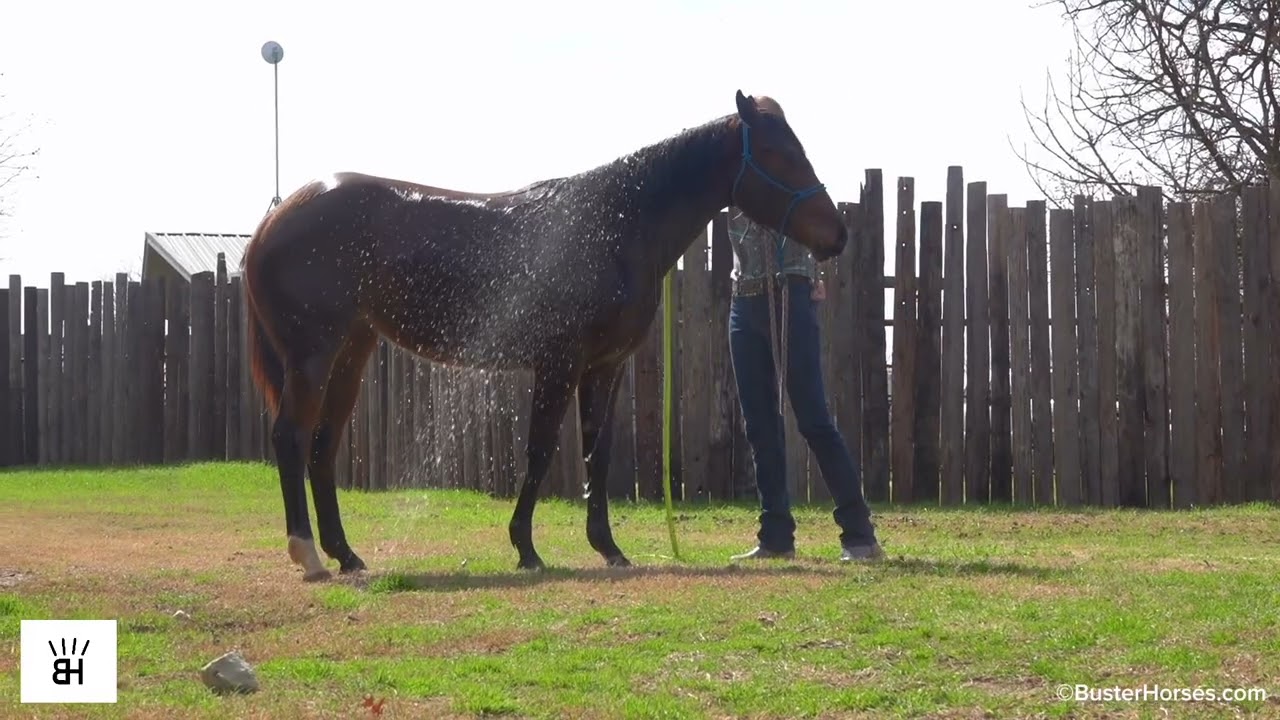 Rita - bay AQHA filly - great minded solid and ready to go on with this spring - Buster Horses - TX