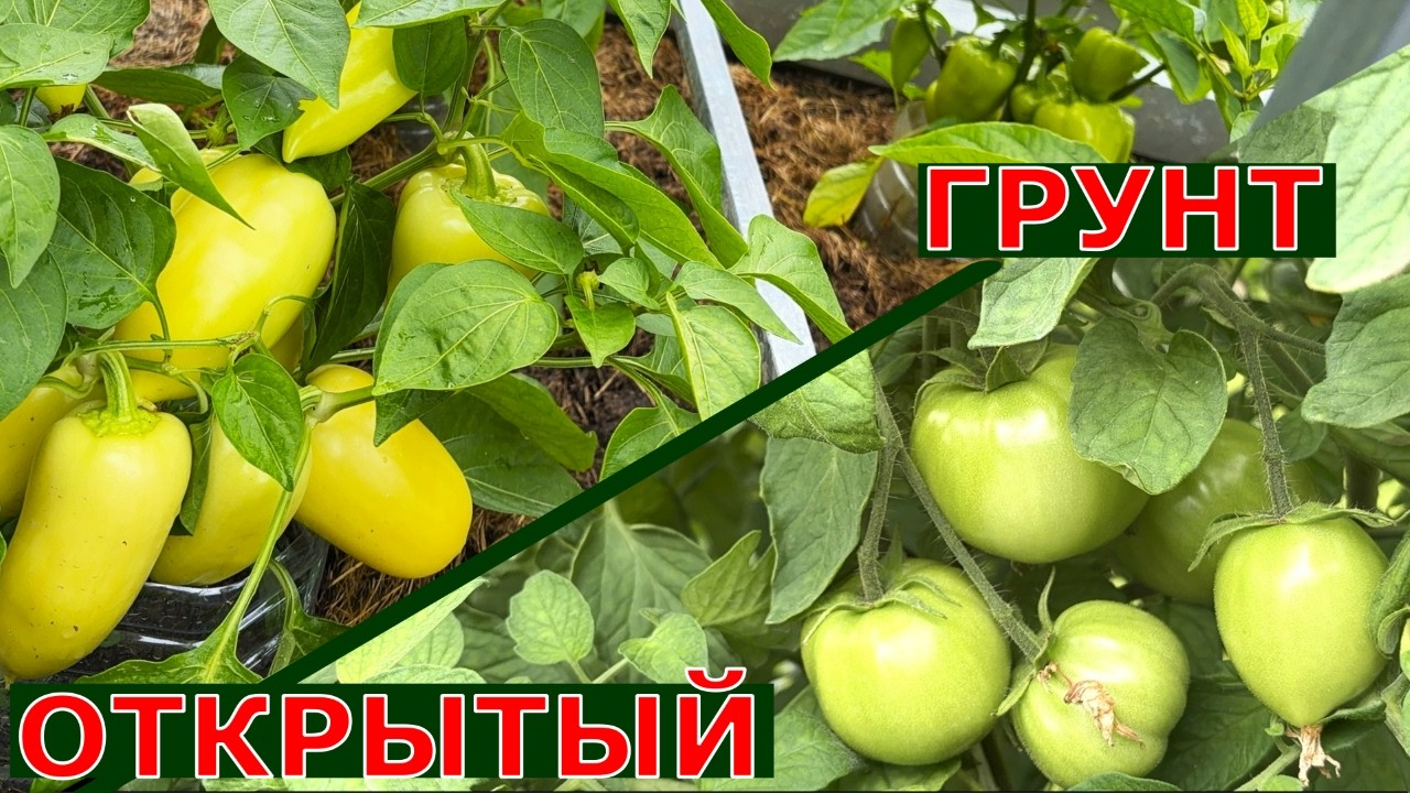 Новые сорта помидоров перцев для ОГ Подмосковья Проверяем на фитофтороз урожайность вкус рост