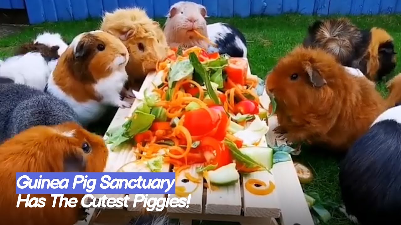 Cutest Guinea Pig Sanctuary! PICNIC TIME  🐹 | The Koala