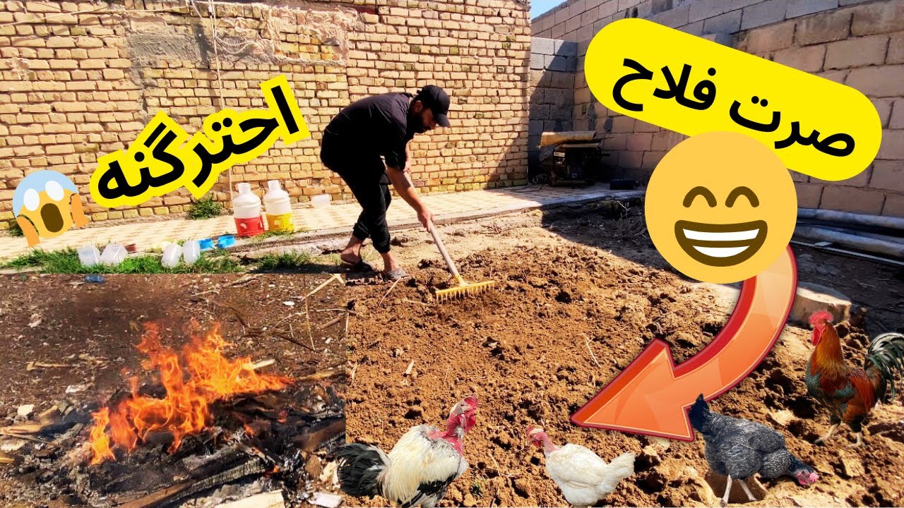 اجواء المحميه بعد المطر 🐓😍 زرعة جت للدجاج بالحديقه+تفقيس جديد 🐣