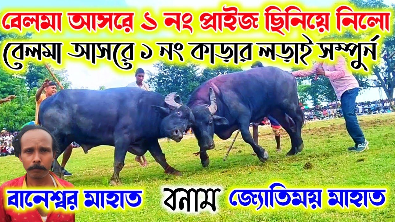 বেলমা আসরে ১ 🔥নং কাড়ার লড়াই সম্পুর্ন। বানেশ্বর মাহাত বনাম জ্যোতিময় মাহাত।