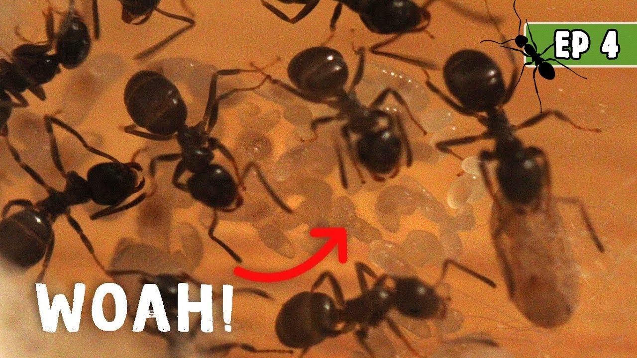 Garden Ant Colony Multiplies & Feeding The Brood | Ants Ep 4