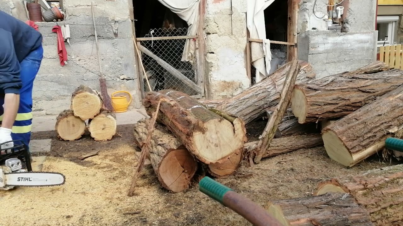 Akácfa tekézés a STIHL Ms 291-el.