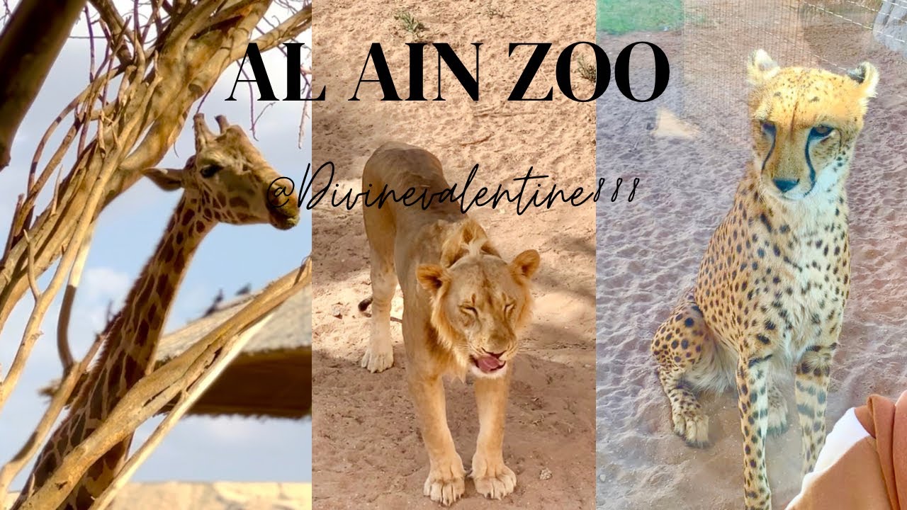 [HD] Al Ain Zoo 2023 | (Close encounter with a CHEETAH?!)