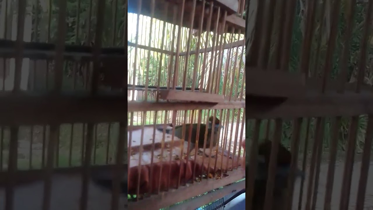 wody si burung pelatuk bawang hijau