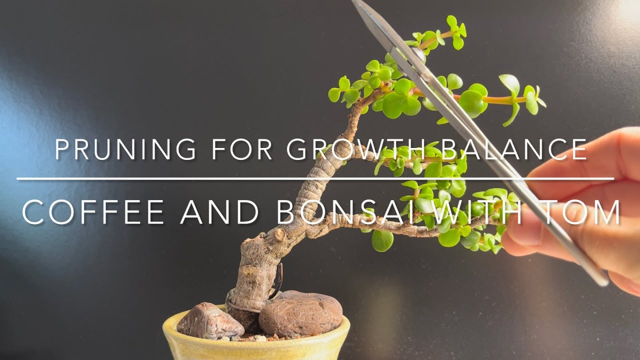Pruning Bonsai For Growth and Balance (Portulacaria Afra)
