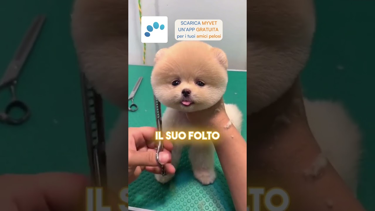 3 razze di cane in miniatura pi&ugrave; adorabili #saluteanimale #benessereanimale