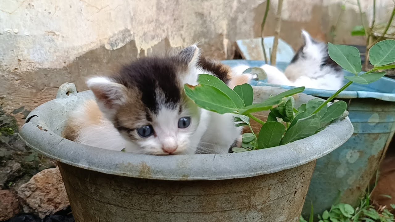 이거 꼭 봐야 해요! 할머니 댁 옆에서 새끼 고양이 네 마리가 놀고 있어요. 너무 귀엽죠!