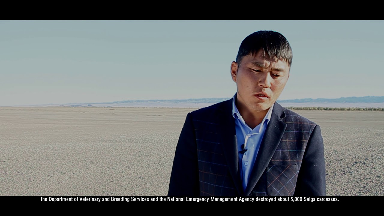 WCS Mongolia - Mongolian Saiga at the edge of extinction