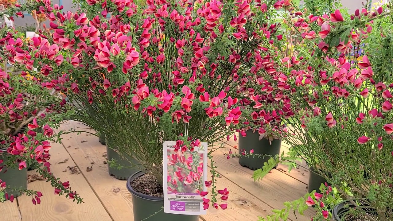 Cytisus Burkwoodii (Hybrid Broom) // BRIGHT,🌞 CHEERY, Easy to Grow Spring Bloomer!