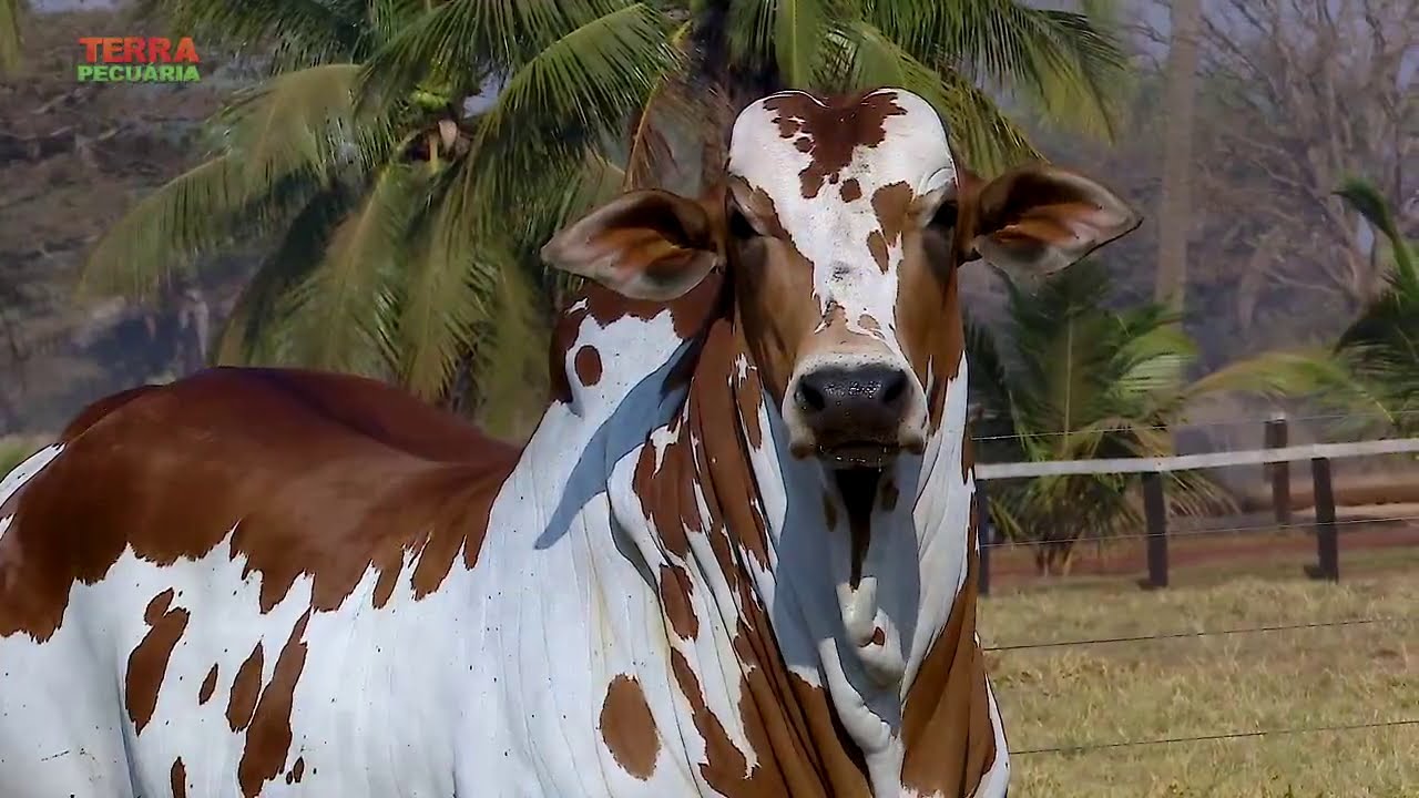 TERRA PECUÁRIA - 14º LEILÃO NELORE COMETA 2020
