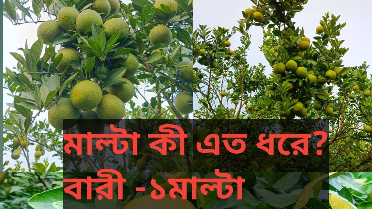 মাল্টা কীএত ধরে?#video #viral #fruit #farming #garden #malta 