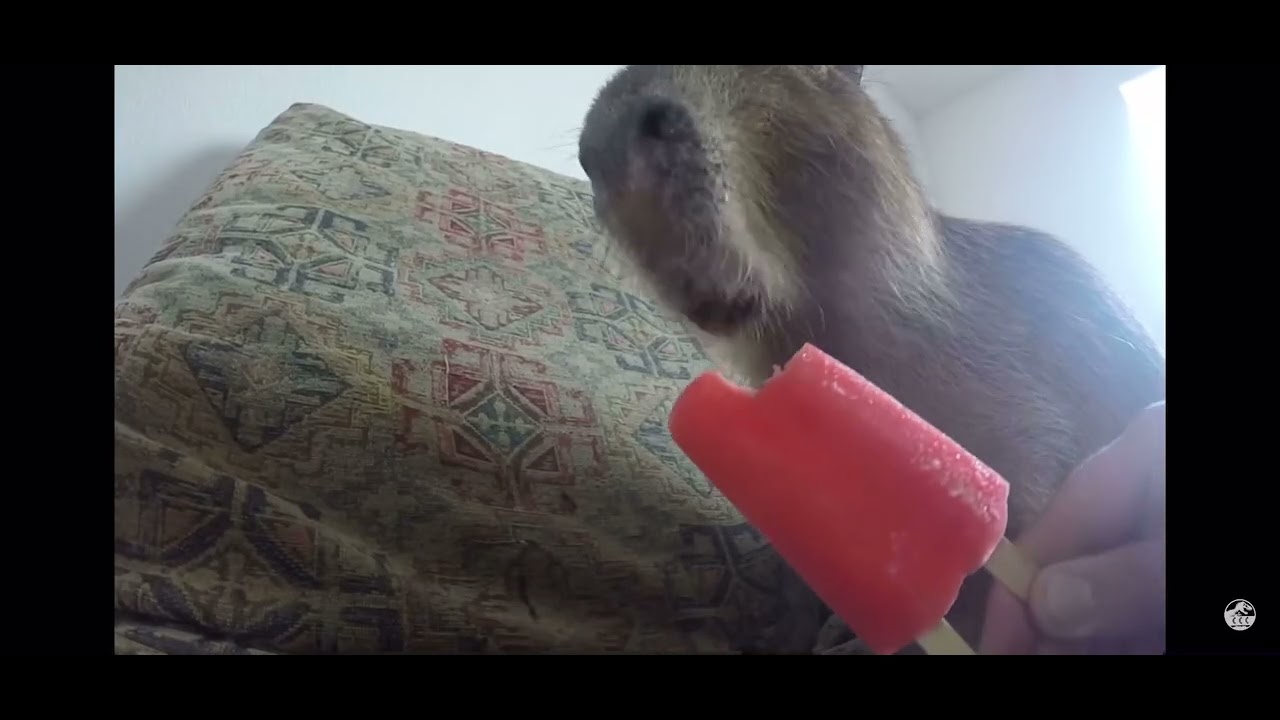 Best capybara compilation