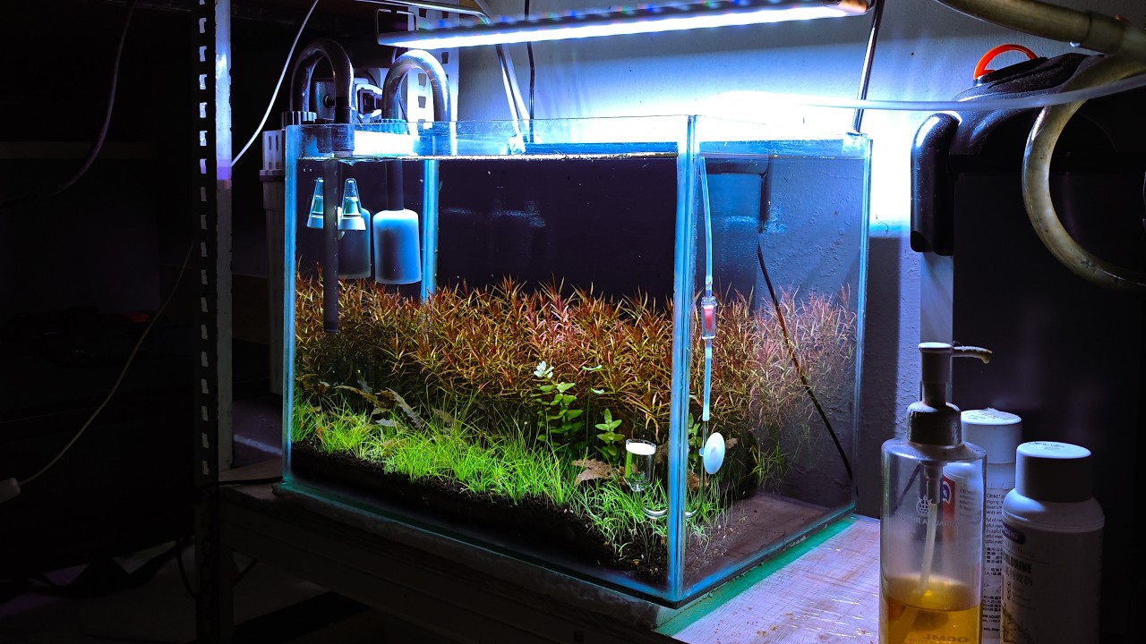 My Beautiful 45cm Aquascape