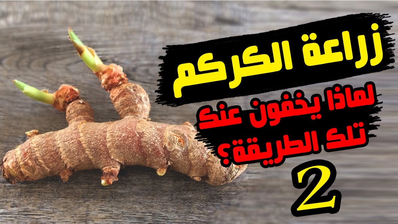 زراعة الكركم وخطوة ضرورية للحصول على أعلى إنتاج كركم فى المنزل
