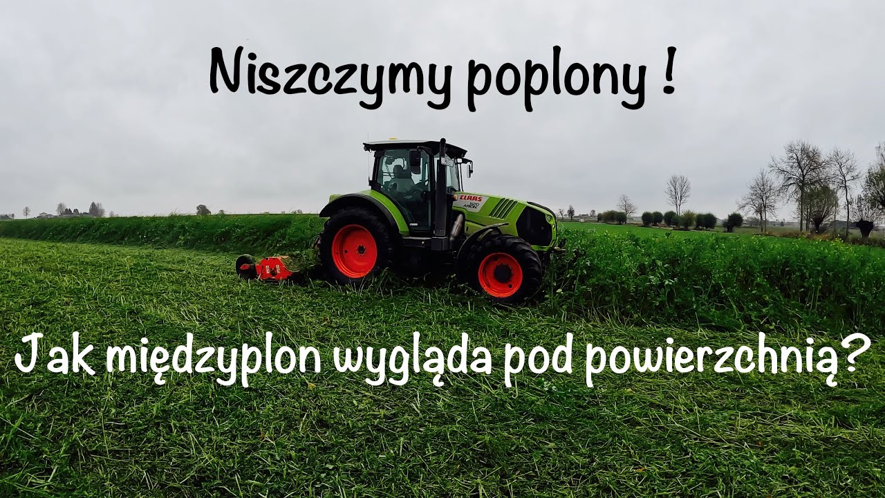 Mam Gadane Vlog #37- Mulczujemy poplony! Jak wygląda międzyplon nad i pod ziemią? rzodkiew oleista ?