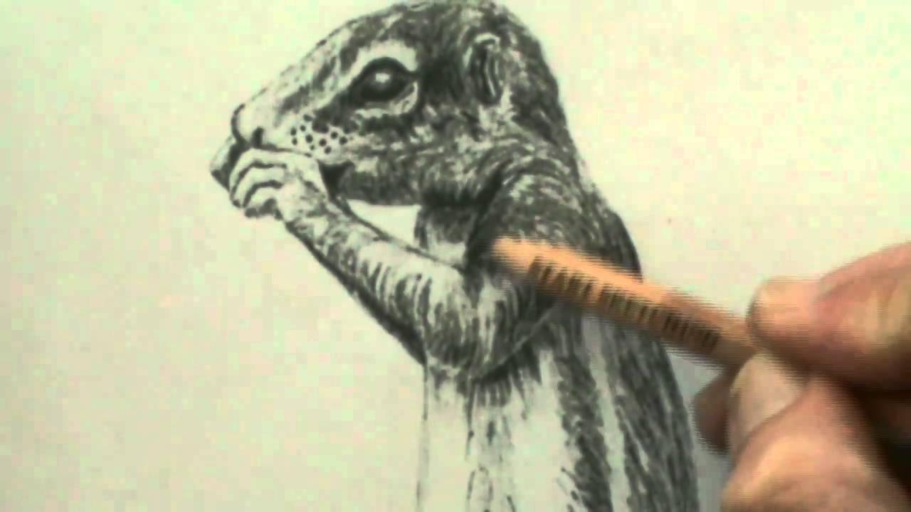 How to draw animal fur step by step - Lets Draw How to draw step by step pencil drawing course
