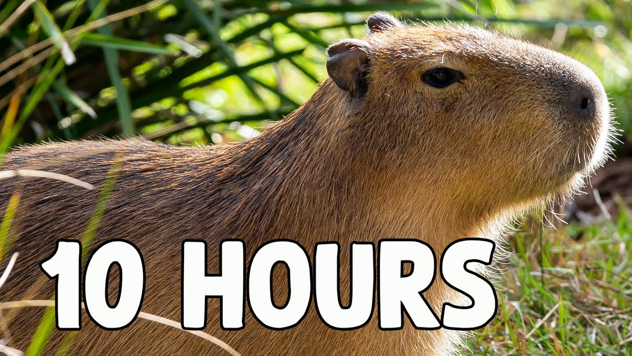 Capybara Song 10 HOURS