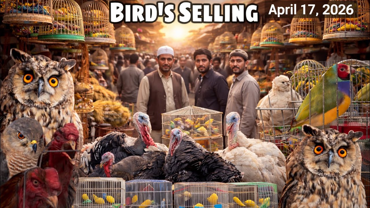 Buying & Selling Birds in Kabul 🇦🇫 | Inside Kocha Kaah Froshi Market 