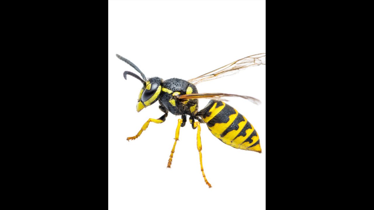 STUNG BY YELLOW JACKETS!!! SEE NEST UNCOVERED!!! WAIT FOR THE POKE AND THE SPRAY!!!