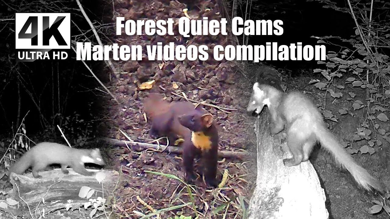 The Elusive Marten | Rare Night Encounters