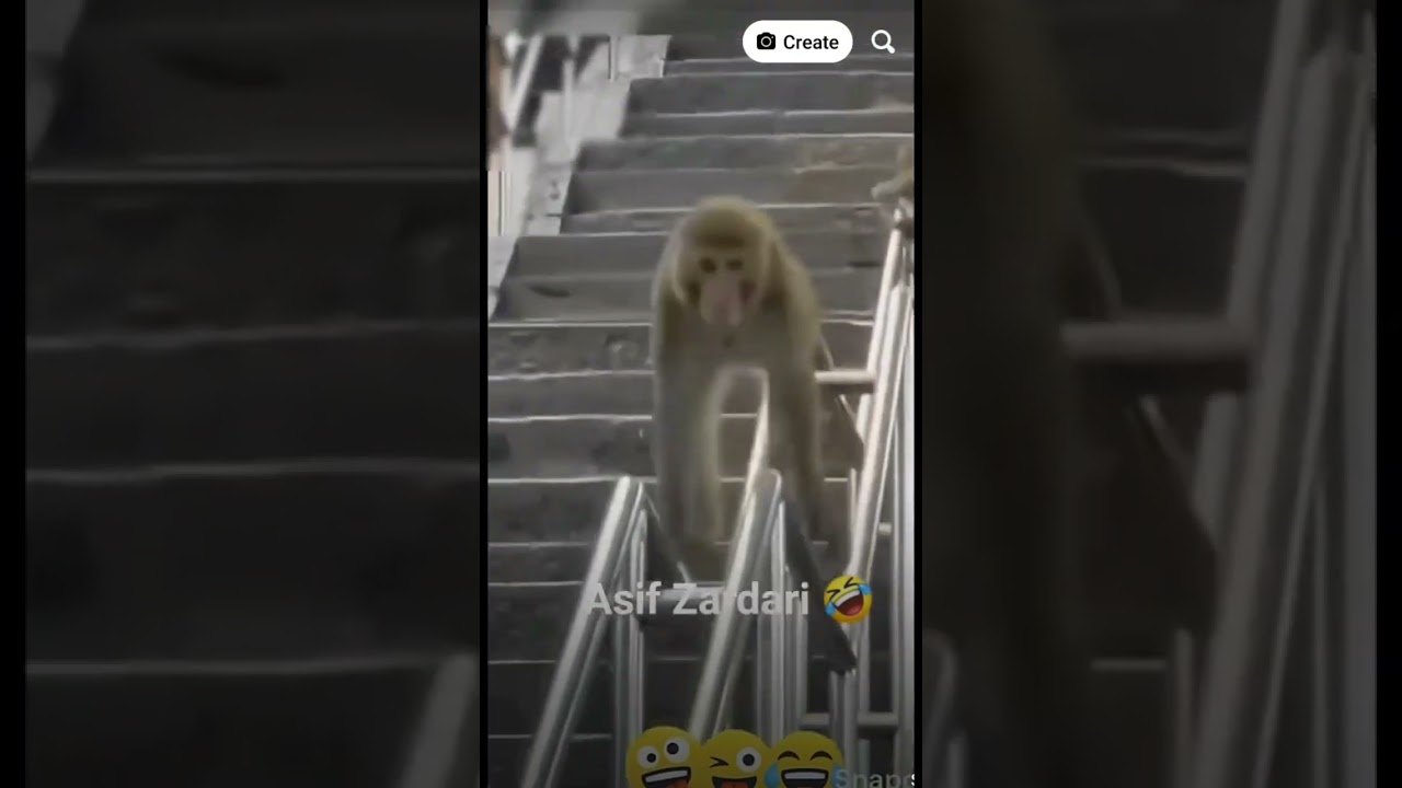 asif zadari😅🤣😂😜
