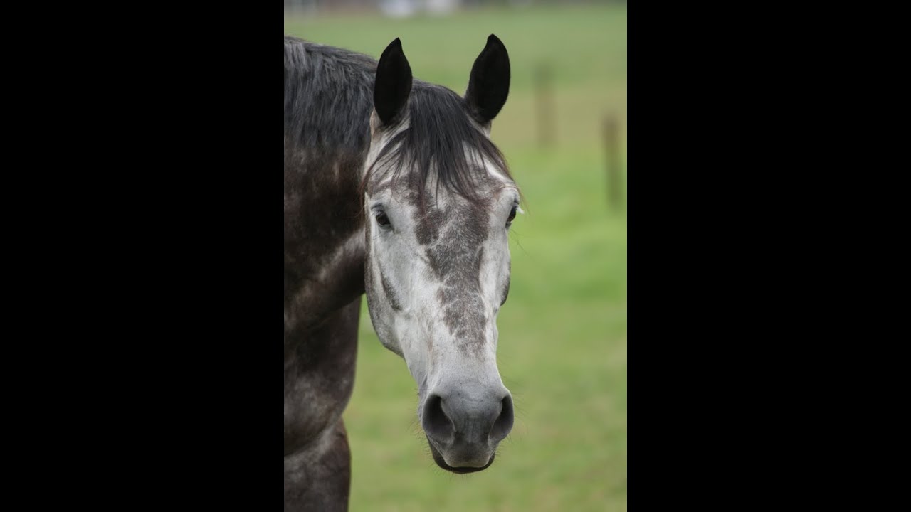 Hippisch Centrum Caprilli 2010