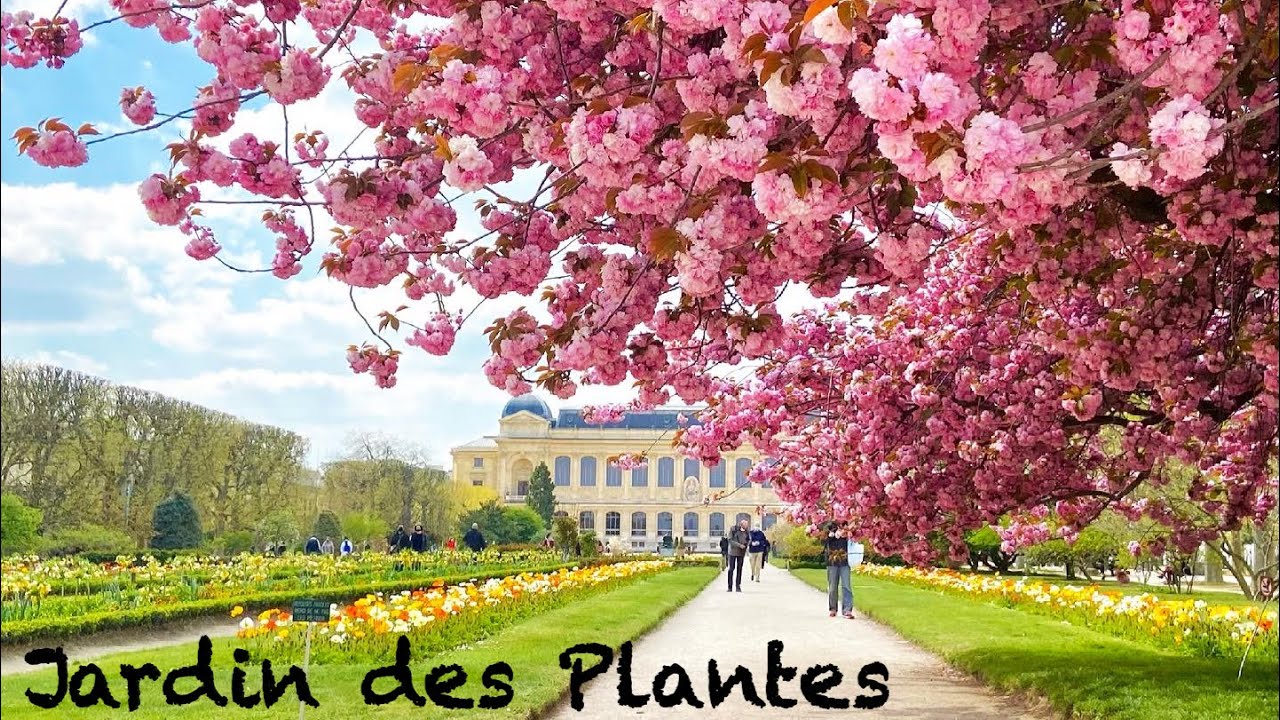 【フランス生活】パリ植物園の桜。2021年春。Jardin des Plantes de Paris